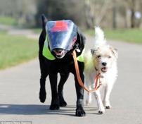 มิโล สุนัข พันธุ์ เดินนำทางให้กับเจ้าเอ็ดดี้ พันธุ์ลาบราดอร์  เพื่อนของมันที่ตาบอด