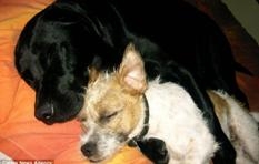 เอ็ดดี้ พันธุ์ลาบราดอร์สีดำ นอนคู่กับมิโล สุนัข พันธุ์ผสม เพื่อนซี้