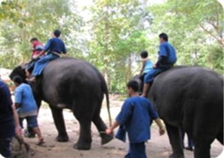 เด็กออทิสติก เข้าร่วมโปรแกรมช้างบำบัด
