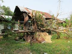 สภาพบ้านของนักแต่งเพลงลูกทุ่ง"ขายควายช่วยแม่"ที่ถูกพายุฝนถล่มต้นไม้ทับหลังคาบ้าน