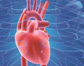 สื่อทางการแพทย์ แสดงรูปหัวใจของมนุษย์