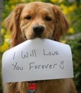 สุนัขขาบกระดาษเขียนข้อความว่า I Will Love You Forever