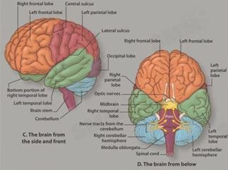 สื่อทางการแพทย์แสดงภาพสมอง 2 ข้าง ซ้ายและขวาไม่เท่ากัน