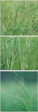 หญ้าครุน (torpedo grass)