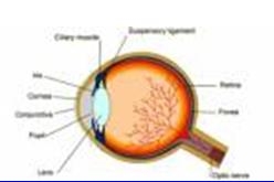 ภาพ แสดงส่วนประกอบต่างๆที่เกี่ยวข้องในการมองเห็นของดวงตา โดยมีจอประสาทตา หรือ เรตินา เป็นส่วนรับภาพอยู่ด้านหลังของดวงตา (บีบีซีนิวส์)