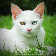 แมวสีขาว ตาสองสี