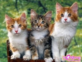 ลูกแมวน่ารัก 3 ตัว