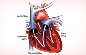 สื่อทางการแพทย์การทำงานของหัวใจมนุษย์