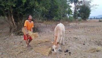 นายเขตวิรุณ อาจวิชัย อายุ 42 ปี พิการแขนลีบ 2 ข้าง กำลังขนฟางมาเลี้ยงวัว