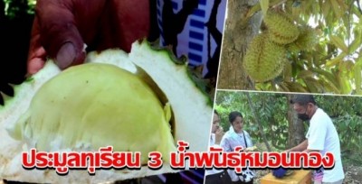 สมุทรสงครามจัดประมูลทุเรียน 3 น้ำ พันธุ์หมอนทอง เริ่มต้นทีลูกละ 2 พัน นำรายได้ช่วยกาชาด