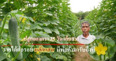 ปลูกแตงกวา 35 วัน เก็บขาย รายได้ต่อรอบหลักแสน มีพ่อค้ามารับถึงที่
