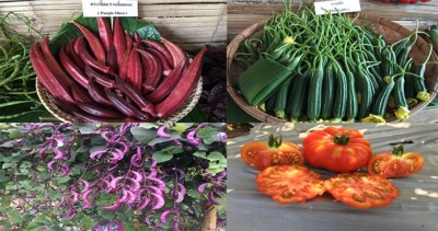 ศรแดง ส่งเมล็ดพันธุ์ผักพื้นบ้าน 35 ชนิด ตีตลาด ตอบโจทย์เกษตรกรมือใหม่