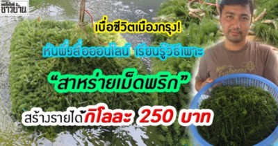 เบื่อชีวิตเมืองกรุง! หันพึ่งสื่อออนไลน์ เรียนรู้วิธีเพาะ “สาหร่ายเม็ดพริก” ขายสร้างรายได้กิโลละ 250 บาท