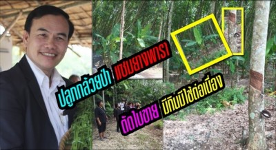 ปลูกกล้วยป่าแซมยางพารา ตัดใบขาย เสริมรายได้ มีกินมีใช้ต่อเนื่อง