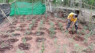 ชื่นชมหนุ่มลำปางพิการขาลีบ..ต่อยอดเงินเยียวยา 5,000 ซื้อหมูฝากเลี้ยง-ปลูกผักขายเลี้ยงยายป่วยอัลไซเมอร์