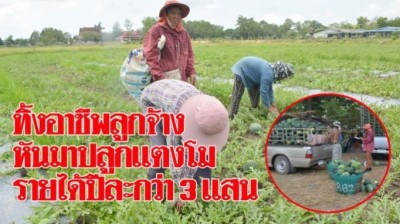 จากชีวิตลูกจ้าง สาวหันหลังให้อาชีพ เช่าที่นาช่วงหน้าแล้งปลูกแตงโมขาย รายได้ปีละ 3 แสน
