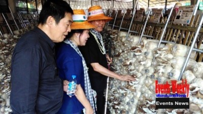 แปลงสาธิตการเกษตร การเพาะเห็ดนางฟ้าภูฐาน