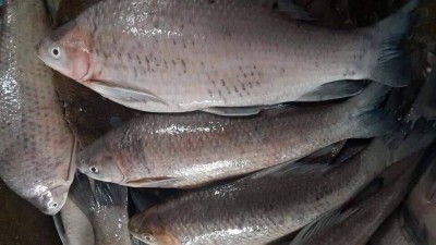 ปลาอีตู๋ (ปลากาดำ)