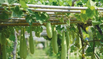 'IRPC Smart Farming '  วิถีเกษตรไฮเทคเพื่อคนพิการ