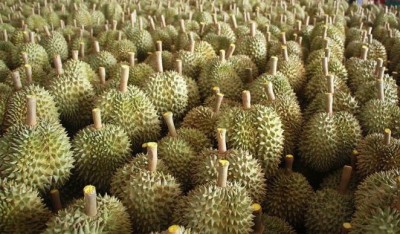 สถาบันอาหารเผย “ทุเรียน” คว้าแชมป์ผลไม้ไทยส่งออก รองลงมา “ลำไย มังคุด เงาะ ลองกอง” คาดปี 2560 ผลไม้สดจะส่งออกเพิ่มขึ้น