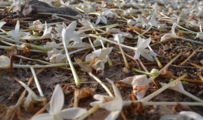 ดอกปีบ ร่วงลงพื้น