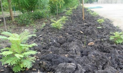 พุทธเกษตร ใช้พื้นที่ในวัดปลูกผักระยะสั้นปลอดสารพิษสู้วิกฤติโควิด 19