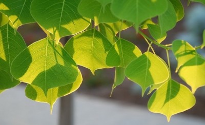 ใบโพธ์