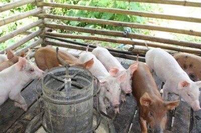 หมูรุ่นพร้อมขายให้สมาชิก