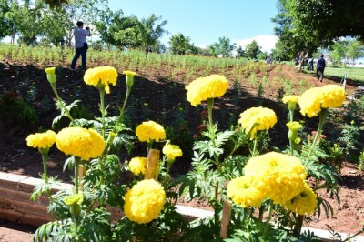 เชียงแสนร่วมใจจัดเตรียมสถานที่จุดวางดอกไม้จันทน์ ปรับเนินเขาเป็นแปลงดอกดาวเรือง