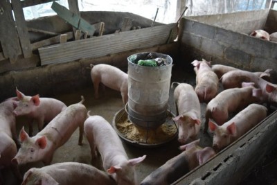 หนุ่มอ่างทอง หันหลังให้เมืองกรุง จับอาชีพเลี้ยงหมู เน้นเลี้ยงแบบง่ายๆ มีหมูขายทุกเดือน