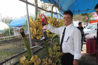 กล้วยน้ำว้า ต้องปลูกเพิ่ม