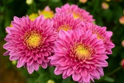 ดอกไม้สีชมพู