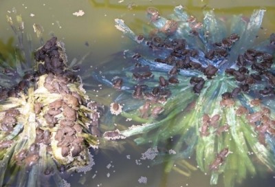 “ลุงไว“ ชายพิการหัวใจทรนง เลี้ยงกบ เลี้ยงปลา ส่งลูกเรียนจบปริญญาแม้ร่างจะติดเตียง