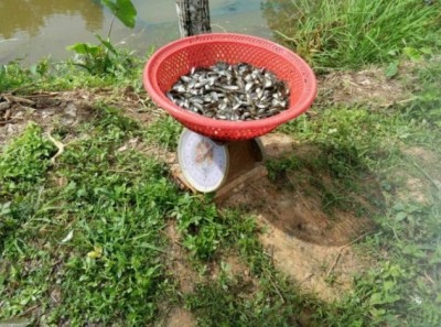 ขายแบบชั่งกิโล