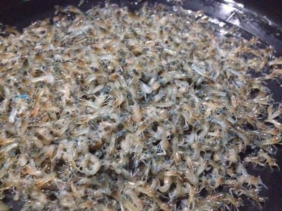 กุ้งไซซ์ลงเดิน