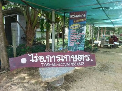 เกษตรกรรุ่นใหม่ ทำสวนผสม เน้นปลูกมะละกอ-กล้วย สร้างรายได้เข้ากระเป๋าทุกวัน
