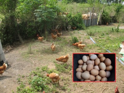 เกษตรกรเมืองประจวบฯ แบ่งพื้นที่เลี้ยงไก่ไข่ เน้นปล่อยตามธรรมชาติ ไข่ออกดี ออกให้เก็บนาน 3 ปี