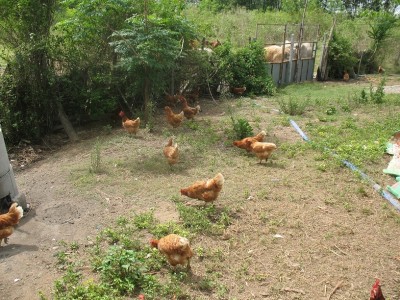 ไก่ไข่ที่เลี้ยงแบบปล่อย