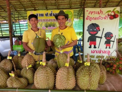 ทุเรียนป่าละอูไร้หนามมาแรง! ลูกค้าตอบรับ-ยอดจองแน่น หลังโลกโซเชียลกระหน่ำแชร์