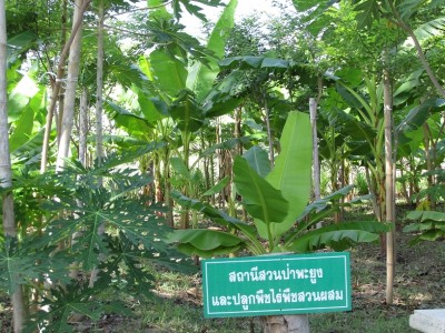 สถานีปลูกพะยูงและพืชผสม