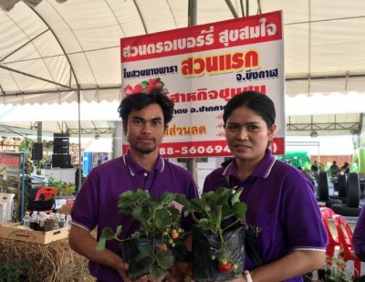 คุณแต๋ง-ประภัสสร สายวรรณ์ กับ คุณเอส-อำไพร พลไตร สองสามีภรรยา เจ้าของ “สวนสตรอเบอร์รี่ สุขสมใจ”