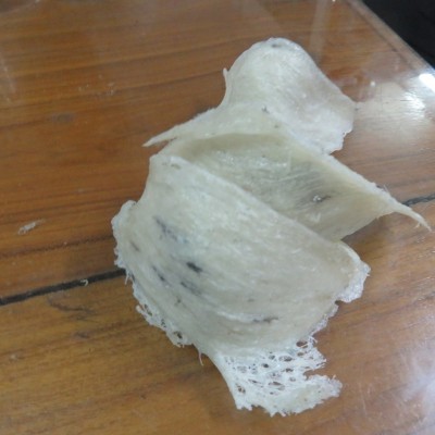 รังนก