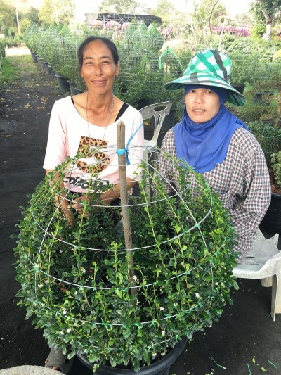 ปลูกชาฮกเกี้ยน อาชีพเสริมหลังทำนา ปักชำทำแบบง่ายๆ โตเร็ว ผลิตไม่พอขาย