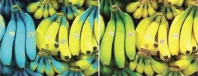 กล้วยหอมเห็นจากตาคนบอดสี