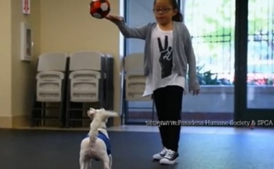 น้องจูเลีย เด็กหญิงหูหนวกสอนสุนัขเพื่อนซี้ให้รู้จักคำสั่ง