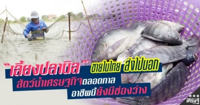 “เลี้ยงปลานิล” ขายในไทย ส่งไปนอก สัตว์น้ำเศรษฐกิจตลอดกาล   อาชีพนี้ยังมีช่องว่าง
