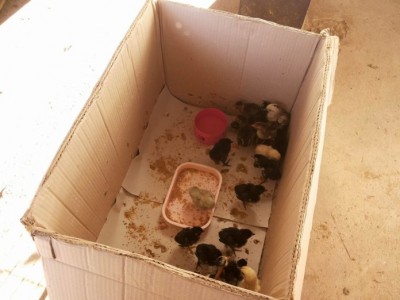 กล่องกระดาษลังใช้สำหรับกกลูกไก่