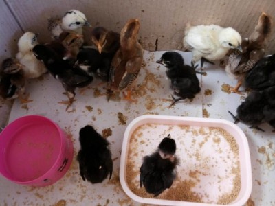 ลูกไก่ดำและไก่พื้นเมือง อายุ 7-10 วัน