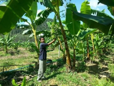 เกษตรกรรุ่นใหม่ ทำสวนผสม เน้นปลูกมะละกอ-กล้วย สร้างรายได้เข้ากระเป๋าทุกวัน