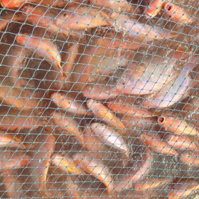 ปลาทับทิมในกระชัง